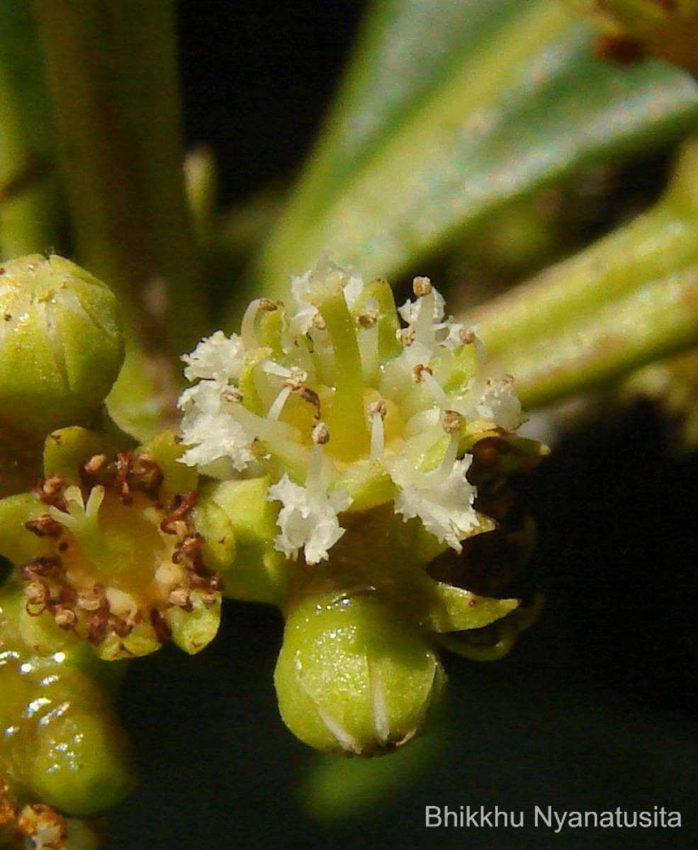Carallia brachiata (Lour.) Merr.